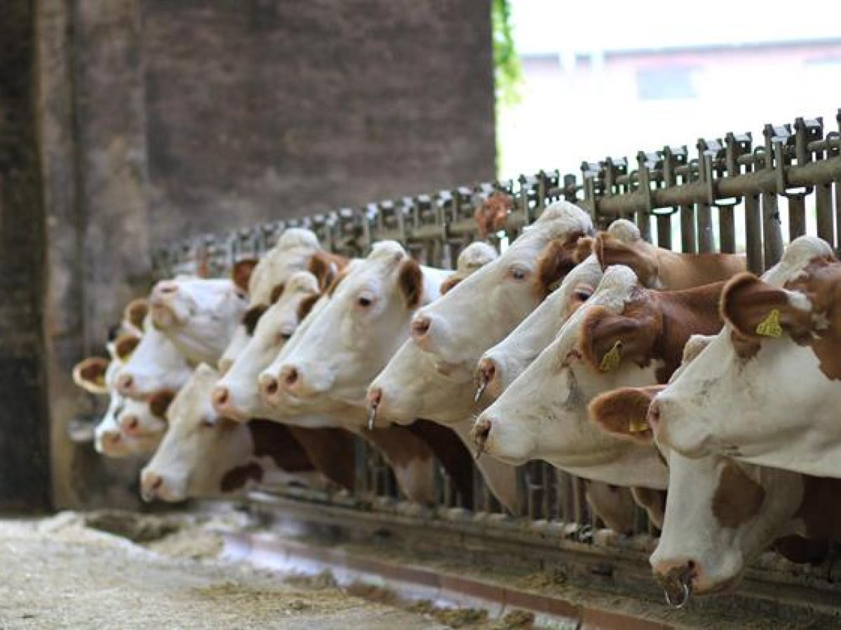 Minister Heydon confirms the detection of bluetongue virus in Wexford