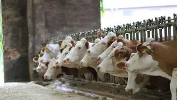 Minister Heydon confirms the detection of bluetongue virus in Wexford
