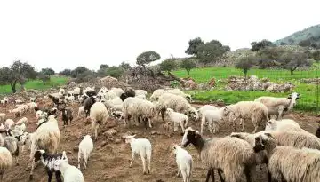 &Alpha;&upsilon;&tau;&omicron;&kappa;&tau;ό&nu;&eta;&sigma;&epsilon; 59&chi;&rho;&omicron;&nu;&omicron;&sigmaf; &kappa;&tau;&eta;&nu;&omicron;&tau;&rho;ό&phi;&omicron;&sigmaf; &ndash; &laquo;&Tau;&omicron;&upsilon; έ&sigma;&phi;&alpha;&xi;&alpha;&nu; 1.000 &pi;&rho;ό&beta;&alpha;&tau;&alpha; &lambda;ό&gamma;&omega; &epsilon;&upsilon;&lambda;&omicron;&gamma;&iota;ά&sigmaf;&raquo;