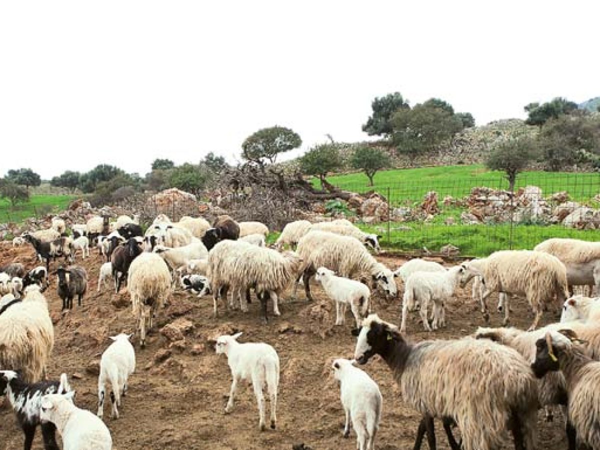 Αυτοκτόνησε 59χρονος κτηνοτρόφος – «Του έσφαξαν 1.000 πρόβατα λόγω ευλογιάς»