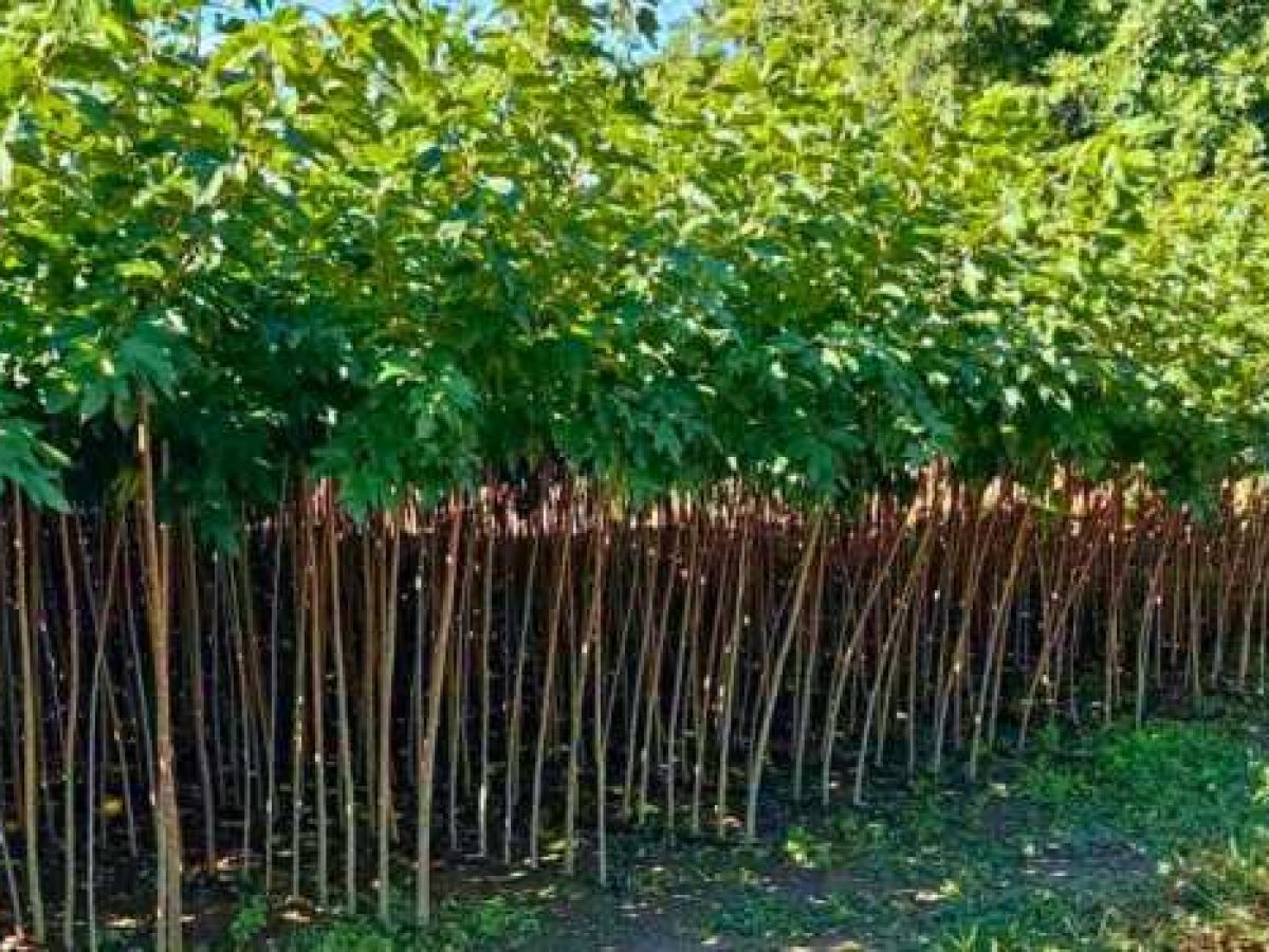 Δες Καλλωπιστικές Μουριές έτοιμες για φύτευση! (2026)