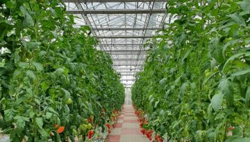 Διευρύνεται ο «Κόμβος Θερμοκηπίων» για την ανάπτυξη των καλλιεργειών