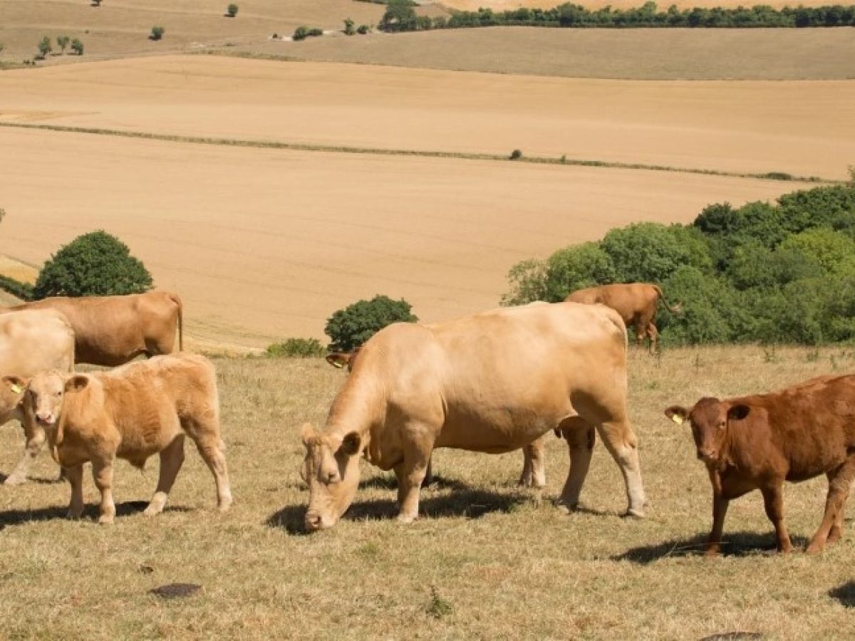 Ε.Ε.: Η κτηνοτροφία στο μικροσκόπιο