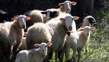 ΕΕΔΕΕ: 7 απαντήσεις σε ανακριβείς ισχυρισμούς περί εμβολιασμών για την ευλογιά αιγοπροβάτων