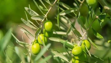 &Epsilon;&lambda;&alpha;&iota;ώ&nu;&epsilon;&sigmaf; &ndash; &Phi;&upsilon;&sigma;&iota;&kappa;ή &phi;&upsilon;&tau;&omicron;&kappa;ά&lambda;&upsilon;&psi;&eta; &gamma;&iota;&alpha; &beta;&epsilon;&lambda;&tau;ί&omega;&sigma;&eta; &nu;&epsilon;&rho;&omicron;ύ &kappa;&alpha;&iota; &epsilon;&delta;ά&phi;&omicron;&upsilon;&sigmaf;