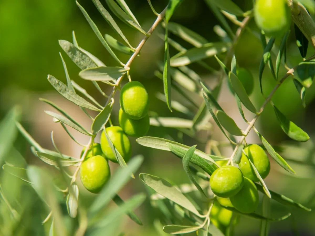 Ελαιώνες – Φυσική φυτοκάλυψη για βελτίωση νερού και εδάφους