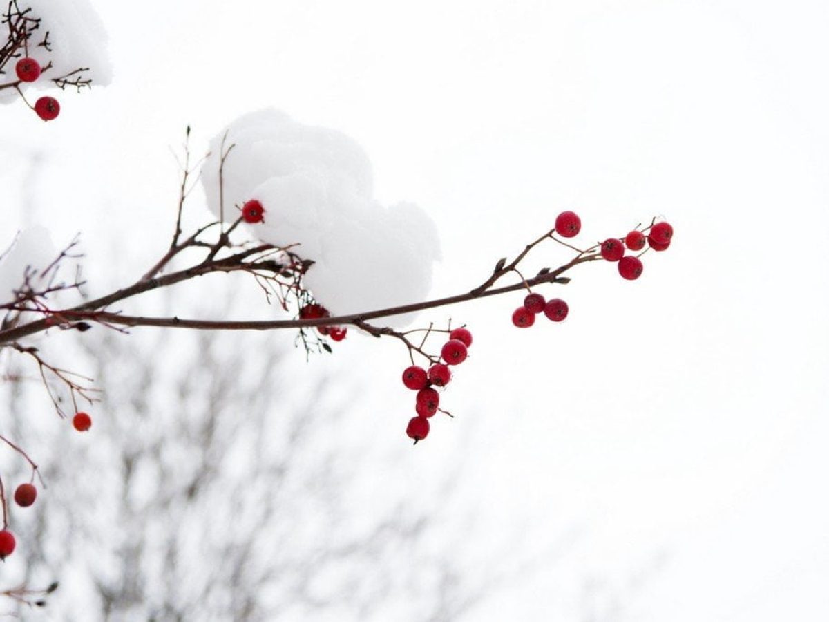 ΕΛΓΑ – Πληρωμή 6,4 εκατ. ευρώ για τον παγετό του 2025