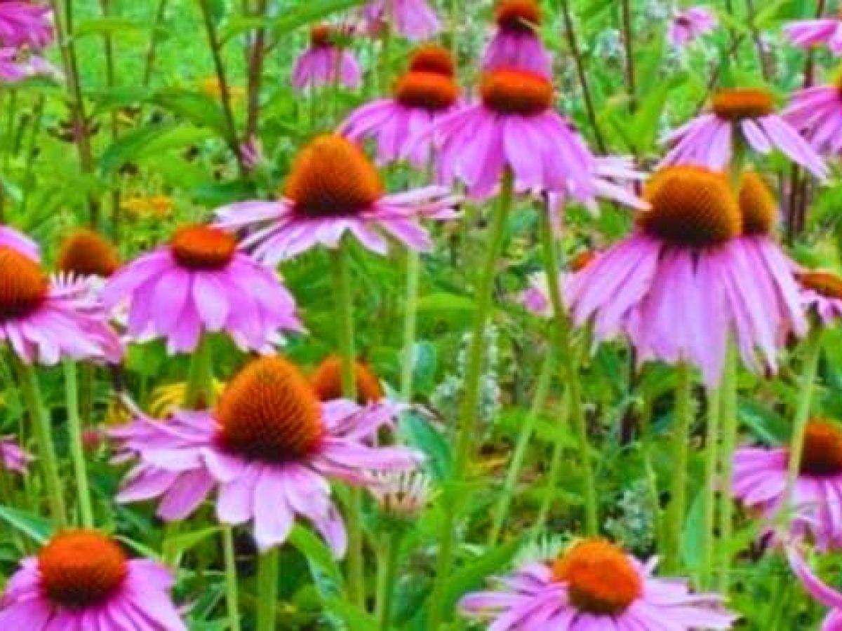 Ενισχύστε τον οργανισμό σας – Εχινάκεια καταπολεμά γρίπη και κρυολόγημα