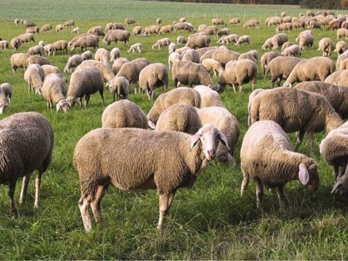 Έως τις 7 Ιανουαρίου παρατείνονται τα προληπτικά μέτρα για ευλογιά στην Κρήτη