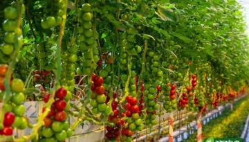 Επιμόρφωση στην καλλιέργεια κηπευτικών υπό κάλυψη
