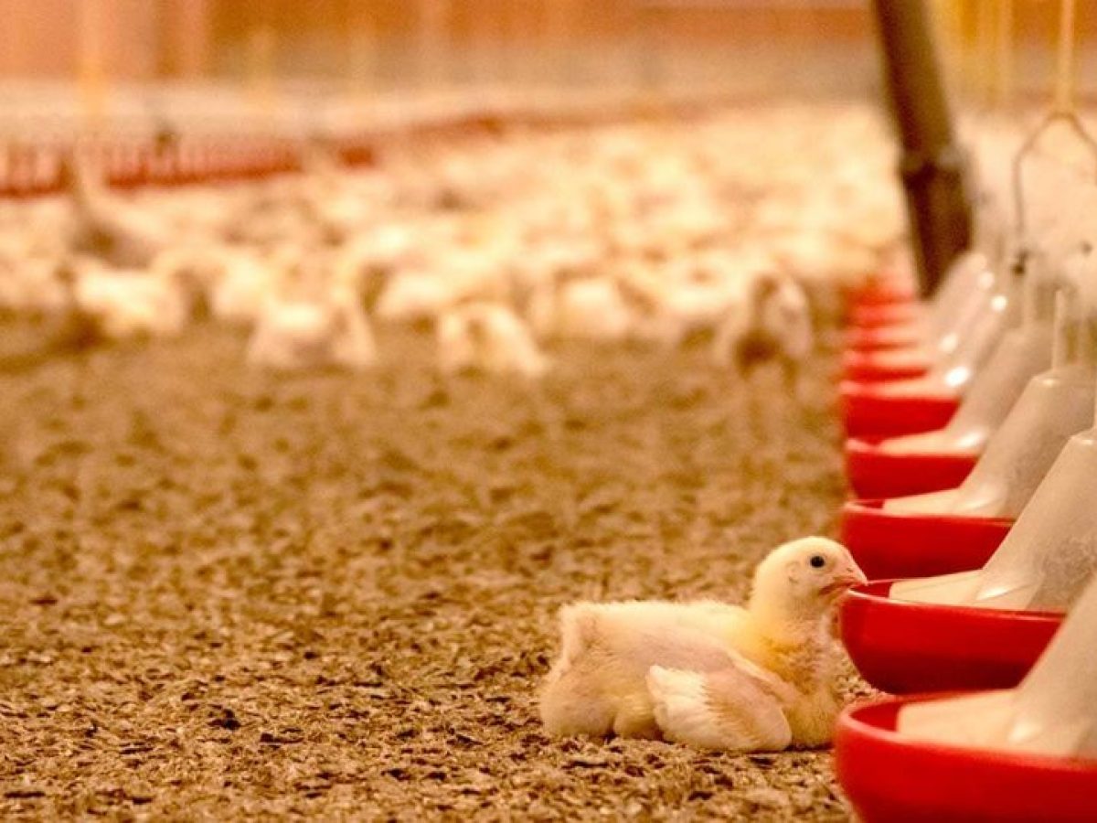 Επιστολή της ΕΔΟΠ προς τον Πρωθυπουργό για τη Mercosur