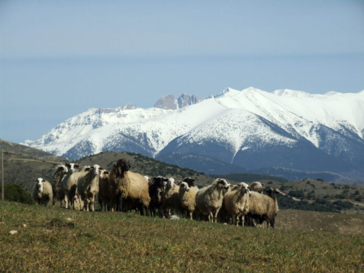 Εθνική Επιστημονική Επιτροπή Διαχείρισης και Ελέγχου της Ευλογιάς (ΕΕΕΔΕΕ): Αυστηρά μέτρα και όχι μαζικός εμβολιασμός για
