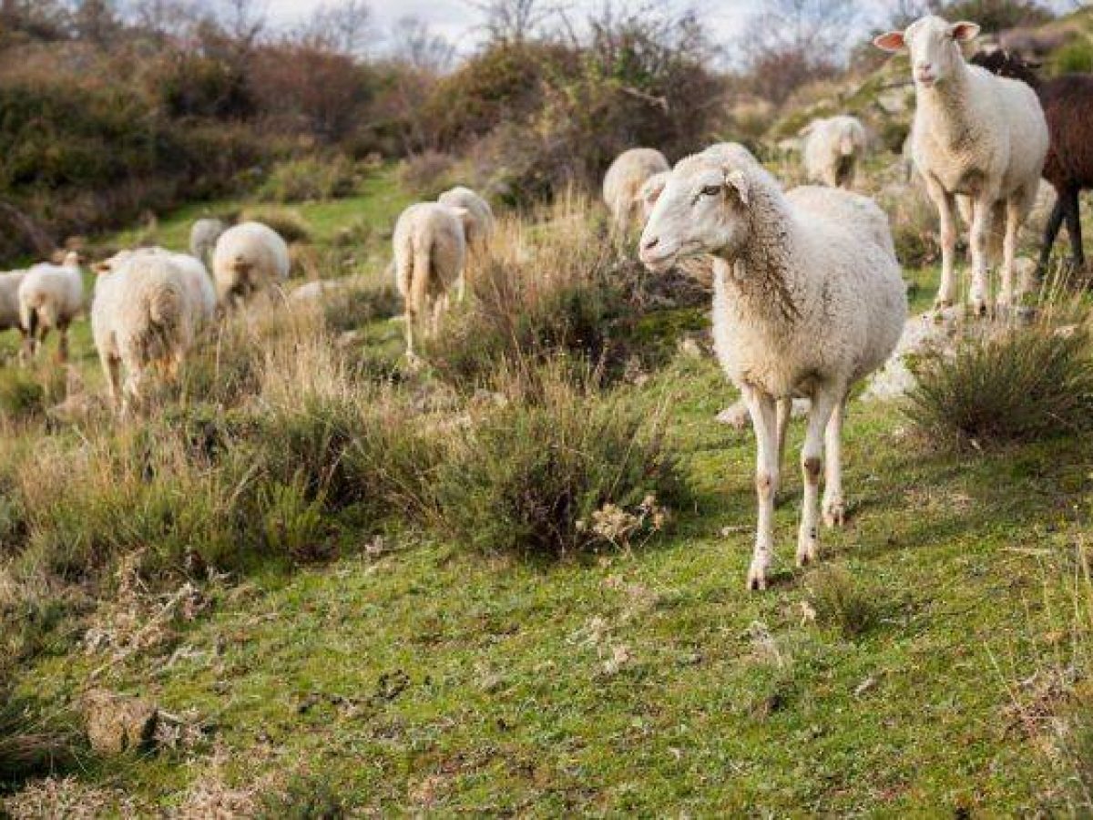 Ευλογιά Αιγοπροβάτων: «Όχι» στον μαζικό εμβολιασμό – Οι 7 απαντήσεις της Επιτροπής στους κτηνοτρόφους