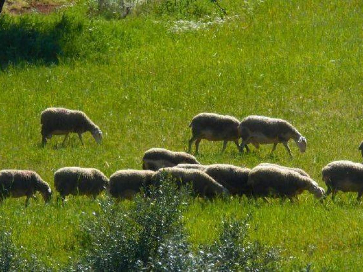 Ευλογιά αιγοπροβάτων: Στρατηγική εκρίζωσης σε 90 ημέρες – Τα μέτρα που αποφασίστηκαν στο Μαξίμου