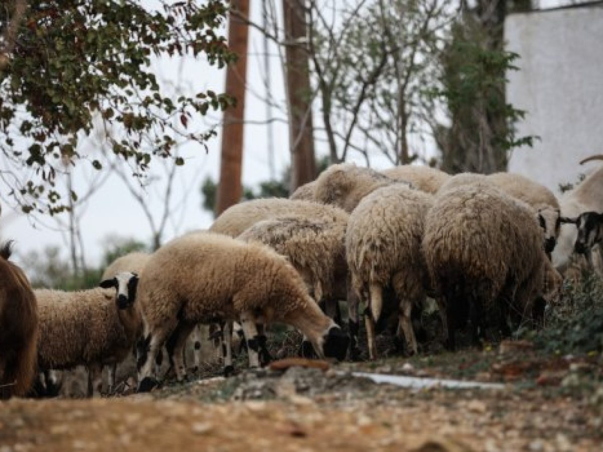 Ευλογιά: Σχεδόν μισό εκατομμύριο πρόβατα νεκρά – Τι δείχνουν τα στοιχεία και γιατί απορρίπτεται το εμβόλιο