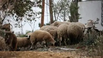 &Epsilon;&upsilon;&lambda;&omicron;&gamma;&iota;ά: &Sigma;&chi;&epsilon;&delta;ό&nu; &mu;&iota;&sigma;ό &epsilon;&kappa;&alpha;&tau;&omicron;&mu;&mu;ύ&rho;&iota;&omicron; &pi;&rho;ό&beta;&alpha;&tau;&alpha; &nu;&epsilon;&kappa;&rho;ά &ndash; &Tau;&iota; &delta;&epsilon;ί&chi;&nu;&omicron;&upsilon;&nu; &tau;&alpha; &sigma;&tau;&omicron;&iota;&chi;&epsilon;ί&alpha; &kappa;&alpha;&iota; &gamma;&iota;&alpha;&tau;ί &alpha;&pi;&omicron;&rho;&rho;ί&pi;&tau;&epsilon;&tau;&alpha;&iota; &tau;&omicron; &epsilon;&mu;&beta;ό&lambda;&iota;&omicron;