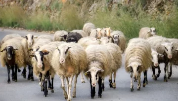 Ευλογιά των προβάτων: Σύσκεψη υπό τον Κυριάκο Μητσοτάκη την Τρίτη στο Μαξίμου