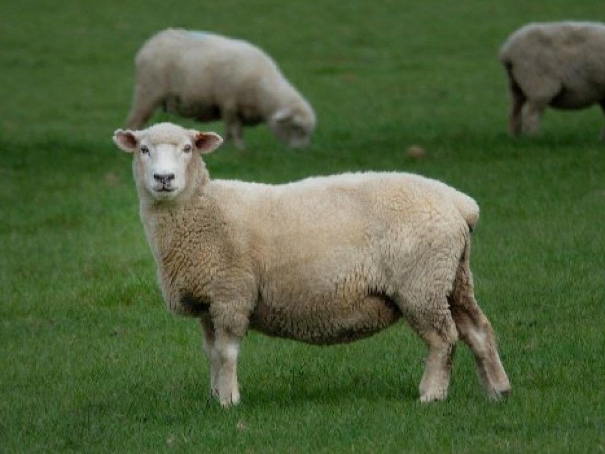 Ευλογιά των προβάτων – Οι «αντιεμβολιαστές» απειλούν τη φέτα