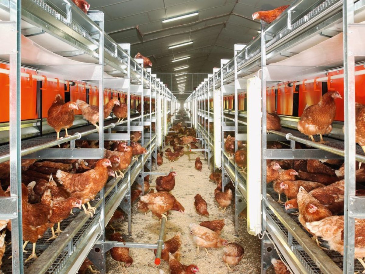 Εξαίρεση της πτηνοτροφίας από τη συμφωνία Ε.Ε.-Mercosur ζητούν οι ελληνικές επιχειρήσεις του κλάδου