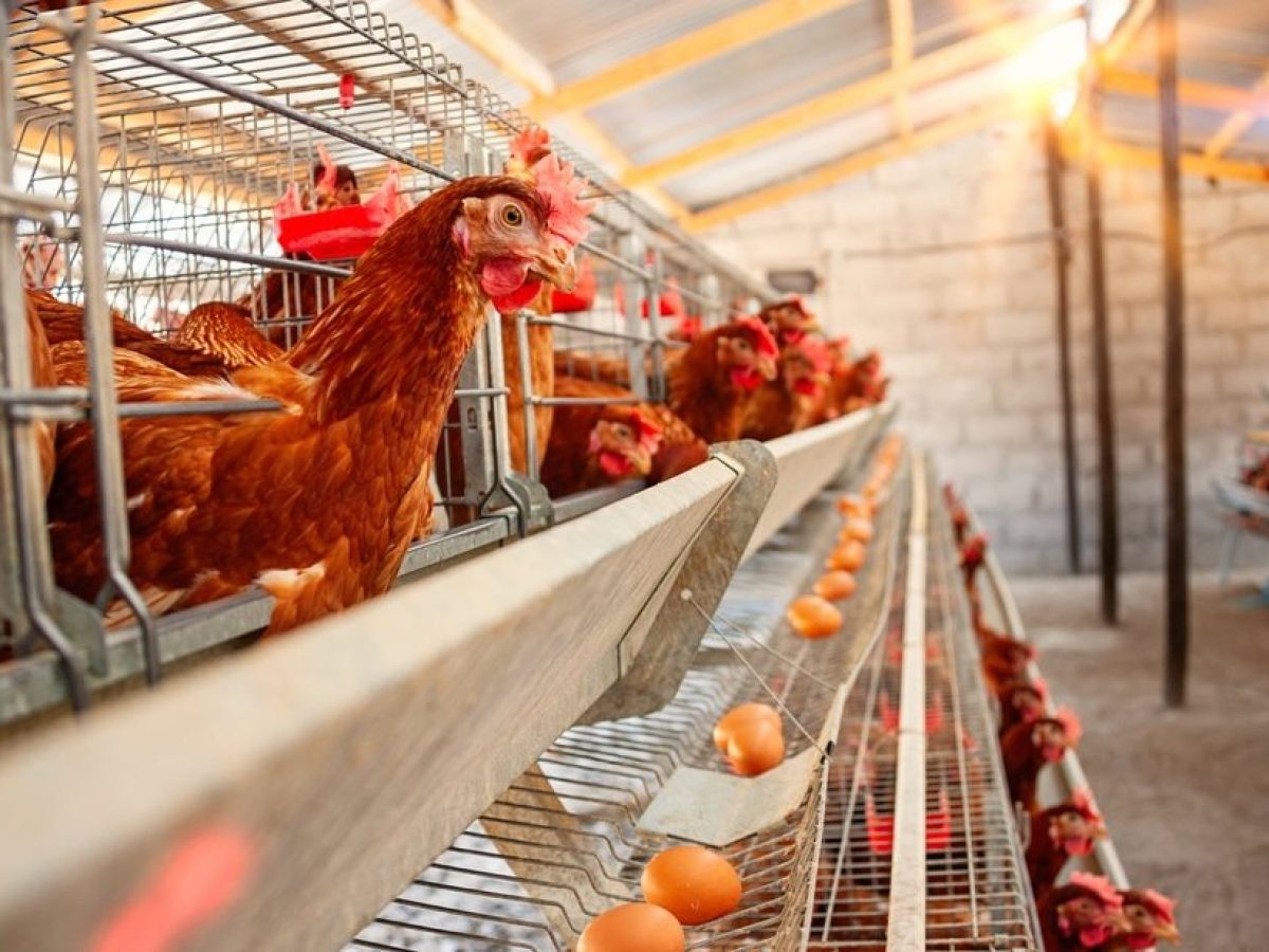 Εξαίρεση της πτηνοτροφίας από την εφαρμογή της συμφωνίας ΕΕ-Mercosur ζητά η ΕΔΟΠ