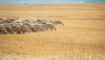 Για “ψαλίδι” στις εξισωτικές μιλάνε οι περισσότεροι παραγωγοί
