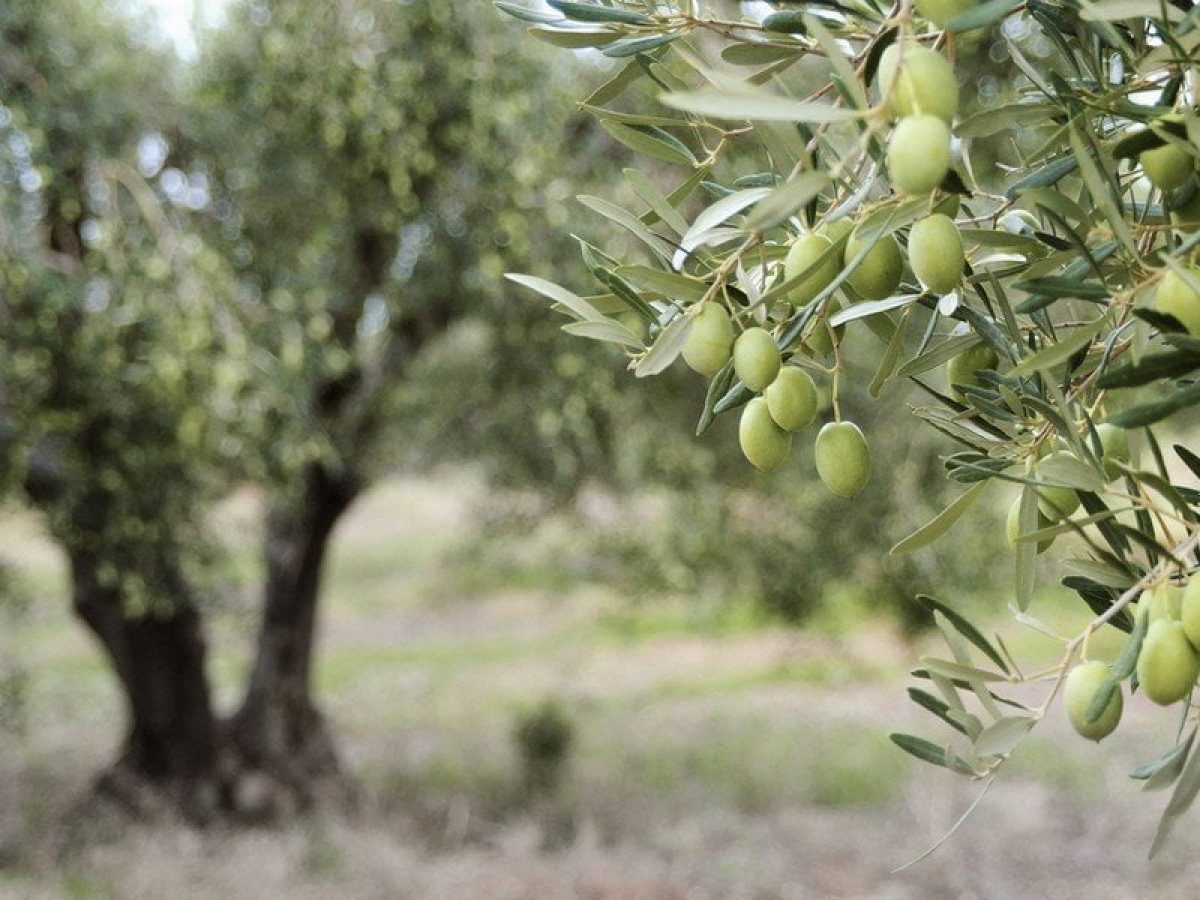 Οι 6 κανόνες για το σωστό κλάδεμα της ελιάς