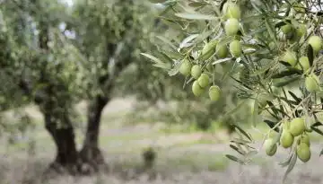 &Omicron;&iota; 6 &kappa;&alpha;&nu;ό&nu;&epsilon;&sigmaf; &gamma;&iota;&alpha; &tau;&omicron; &sigma;&omega;&sigma;&tau;ό &kappa;&lambda;ά&delta;&epsilon;&mu;&alpha; &tau;&eta;&sigmaf; &epsilon;&lambda;&iota;ά&sigmaf;