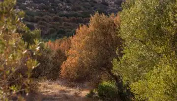 &Eta; &epsilon;&lambda;&iota;ά &kappa;&alpha;&tau;&alpha;&rho;&rho;έ&epsilon;&iota; &sigma;&tau;&eta;&nu; &Kappa;&rho;ή&tau;&eta; &kappa;&alpha;&iota; &tau;&omicron; &kappa;&rho;ά&tau;&omicron;&sigmaf; &alpha;&pi;&omicron;&upsilon;&sigma;&iota;ά&zeta;&epsilon;&iota;