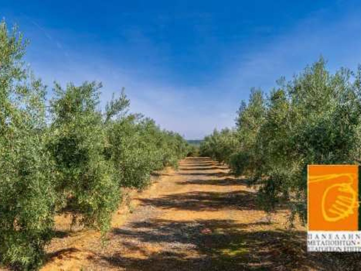 Η ευρωπαϊκή βιομηχανία επιτραπέζιων ελιών αντιτίθεται στη συμφωνία ΕΕ–Mercosur