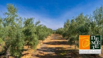 Η ευρωπαϊκή βιομηχανία επιτραπέζιων ελιών αντιτίθεται στη συμφωνία ΕΕ–Mercosur