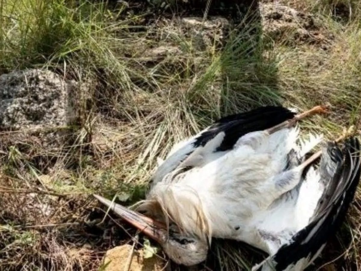 Η Ισπανία καταγράφει νέες νόσους πτηνών