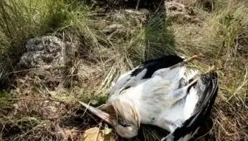 &Eta; &Iota;&sigma;&pi;&alpha;&nu;ί&alpha; &kappa;&alpha;&tau;&alpha;&gamma;&rho;ά&phi;&epsilon;&iota; &nu;έ&epsilon;&sigmaf; &nu;ό&sigma;&omicron;&upsilon;&sigmaf; &pi;&tau;&eta;&nu;ώ&nu;