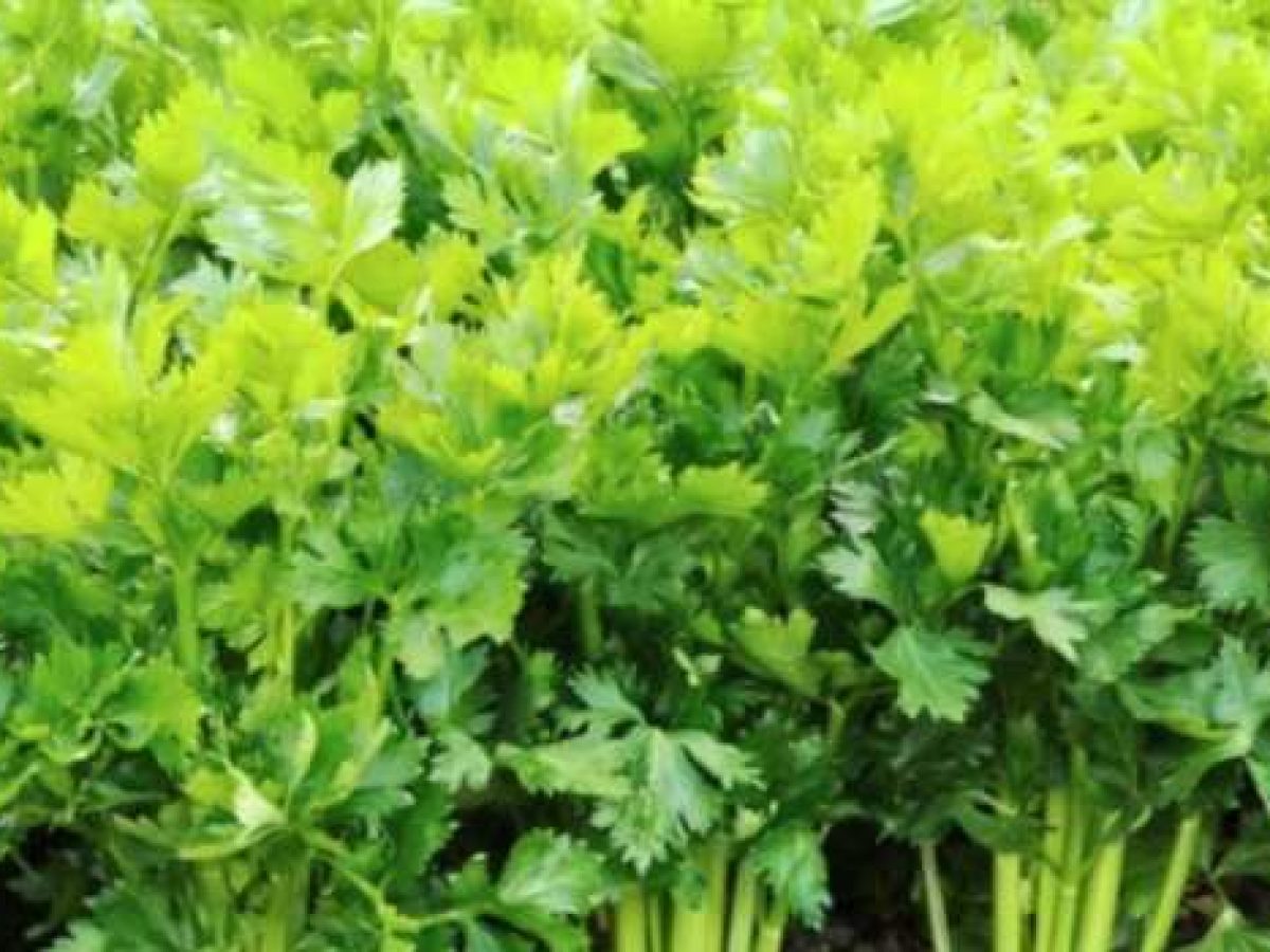 Η Καλλιέργεια του σέλινου – Λίπανση και φυτοπροστασία