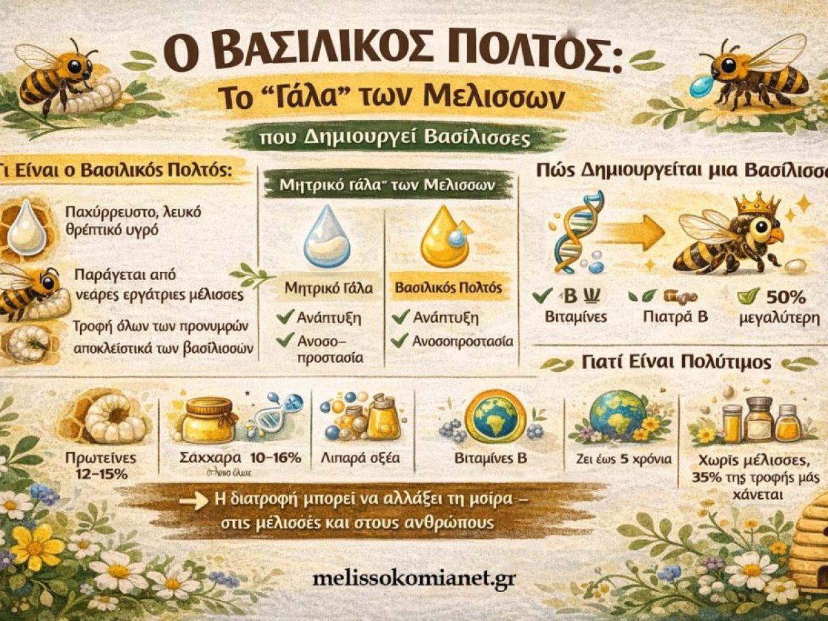 Οι Μέλισσες Έχουν ‘Γάλα’ όπως τα Θηλαστικά! Το Βασιλικό Πολτό