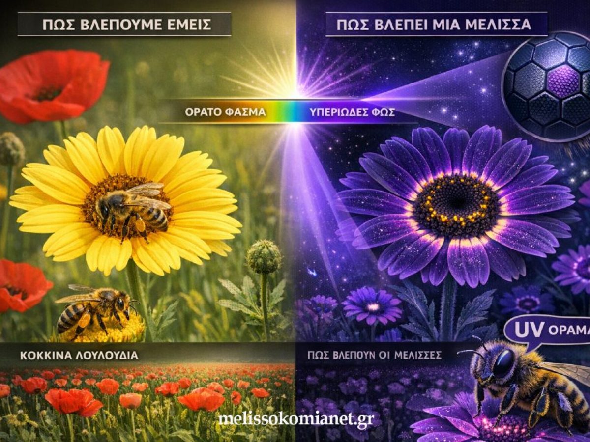 Οι Μέλισσες Βλέπουν Χρώματα που Εμείς δεν Μπορούμε! Ο Κρυφός Κόσμος του Υπεριώδους