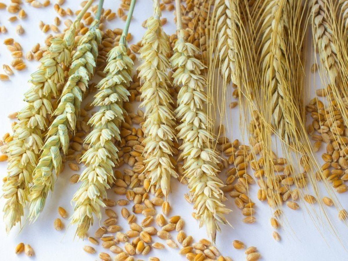 Η παγκόσμια αγορά σιταριού τα επόμενα χρόνια