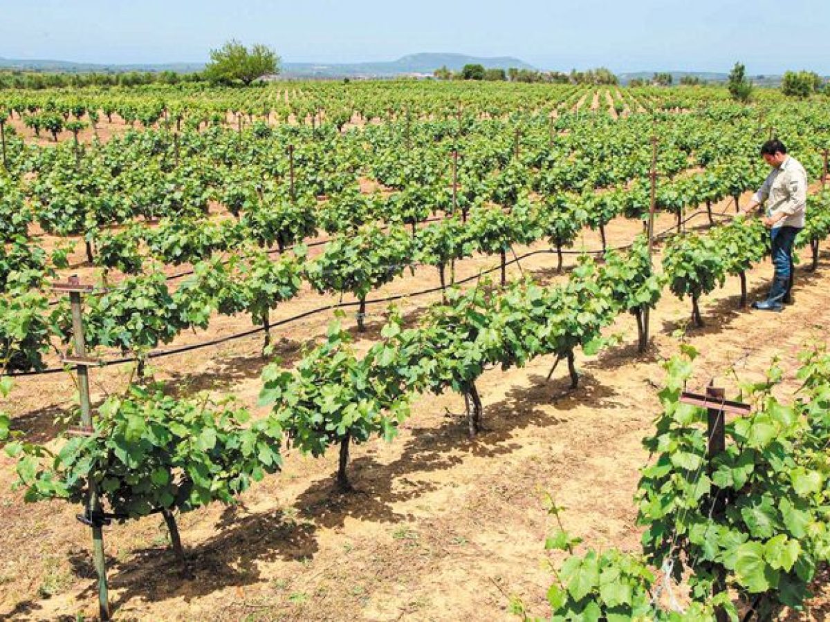 Η Αμπελουργία στο επίκεντρο – Σήμερα η σημαντική εκδήλωση στις Αρχάνες