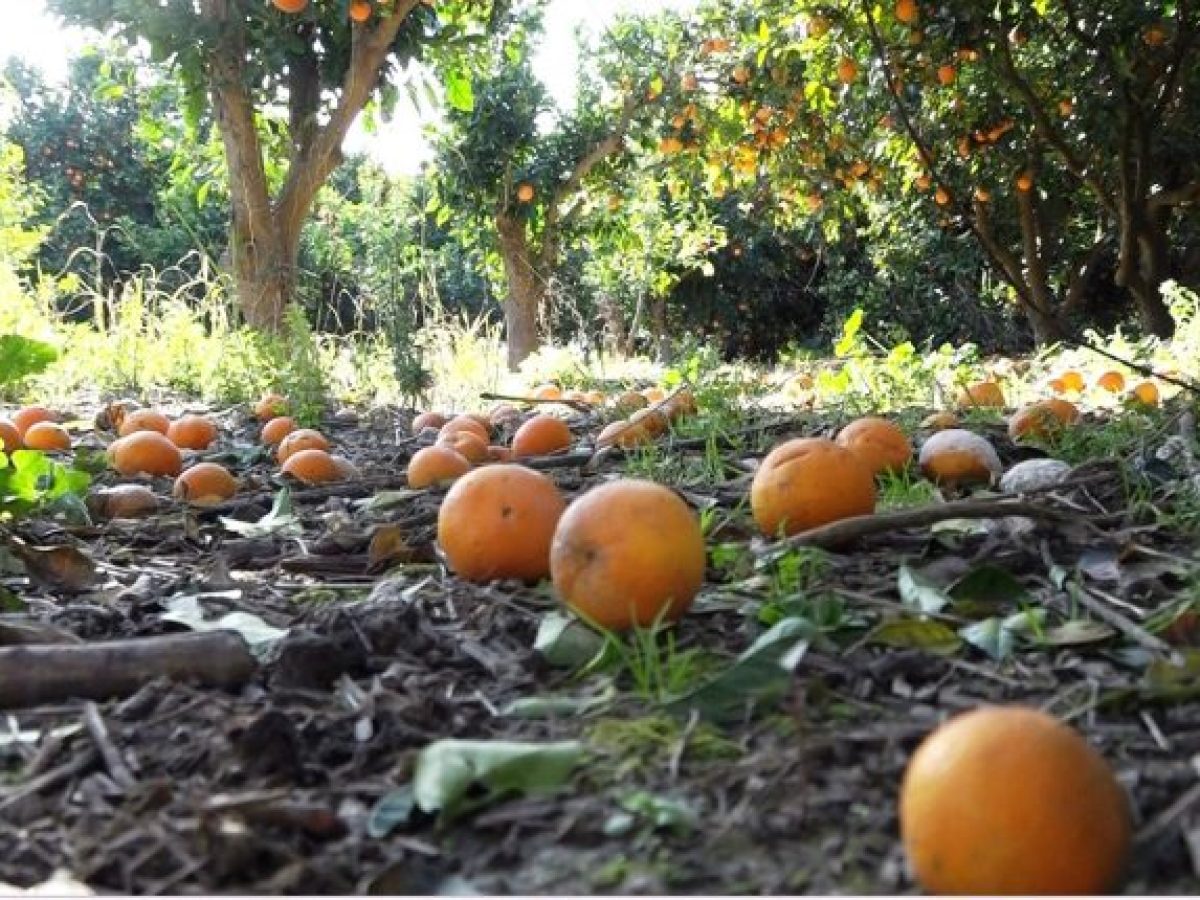 Ηλεία: Ζημιές στα πορτοκάλια από την κακοκαιρία σε Μακρίσια και Καλυβάκια