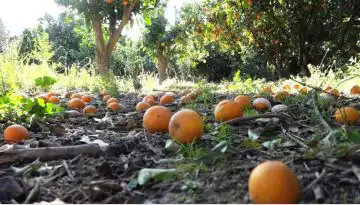 &Eta;&lambda;&epsilon;ί&alpha;: &Zeta;&eta;&mu;&iota;έ&sigmaf; &sigma;&tau;&alpha; &pi;&omicron;&rho;&tau;&omicron;&kappa;ά&lambda;&iota;&alpha; &alpha;&pi;ό &tau;&eta;&nu; &kappa;&alpha;&kappa;&omicron;&kappa;&alpha;&iota;&rho;ί&alpha; &sigma;&epsilon; &Mu;&alpha;&kappa;&rho;ί&sigma;&iota;&alpha; &kappa;&alpha;&iota; &Kappa;&alpha;&lambda;&upsilon;&beta;ά&kappa;&iota;&alpha;