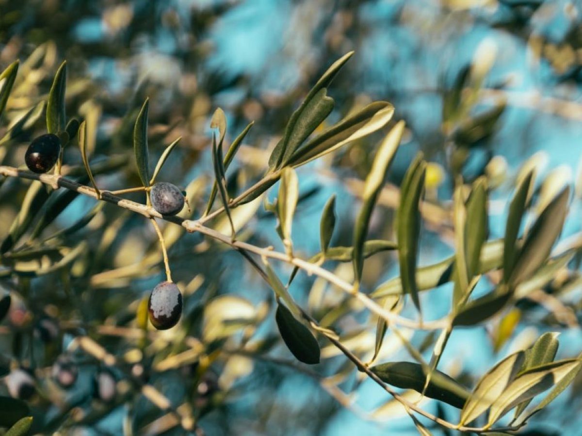 «Υπήρχαν κονδύλια, δεν ζητήθηκαν ποτέ»: Κόλαφος Χάνσεν για την Κρητική ελιά