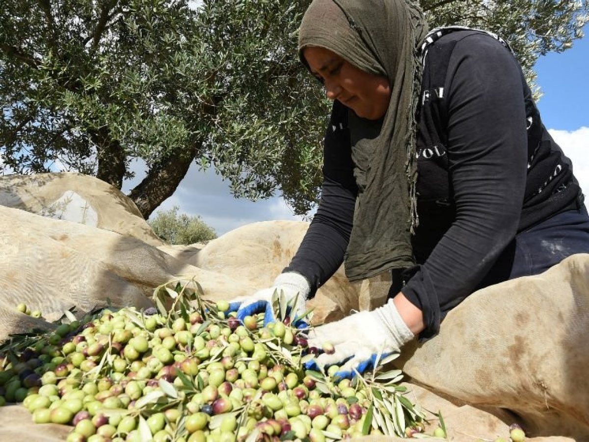 Υποτιμολογημένο το έξτρα  παρθένο ελαιόλαδο με την  Ισπανία 1,2 εκατ. τόνους, με 3,20 ευρώ εξάγει η Τυνησία