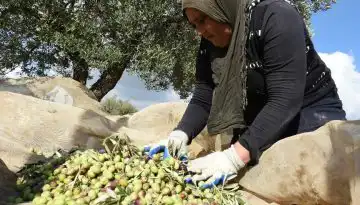 &Upsilon;&pi;&omicron;&tau;&iota;&mu;&omicron;&lambda;&omicron;&gamma;&eta;&mu;έ&nu;&omicron; &tau;&omicron; έ&xi;&tau;&rho;&alpha;  &pi;&alpha;&rho;&theta;έ&nu;&omicron; &epsilon;&lambda;&alpha;&iota;ό&lambda;&alpha;&delta;&omicron; &mu;&epsilon; &tau;&eta;&nu;  &Iota;&sigma;&pi;&alpha;&nu;ί&alpha; 1,2 &epsilon;&kappa;&alpha;&tau;. &tau;ό&nu;&omicron;&upsilon;&sigmaf;, &mu;&epsilon; 3,20 &epsilon;&upsilon;&rho;ώ &epsilon;&xi;ά&gamma;&epsilon;&iota; &eta; &Tau;&upsilon;&nu;&eta;&sigma;ί&alpha;