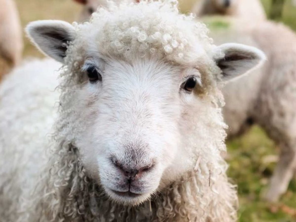 ΥΠΑΑΤ: Ξεπέρασαν τις 470.000 τα θανατωμένα ζώα από την ευλογιά των αιγοπροβάτων