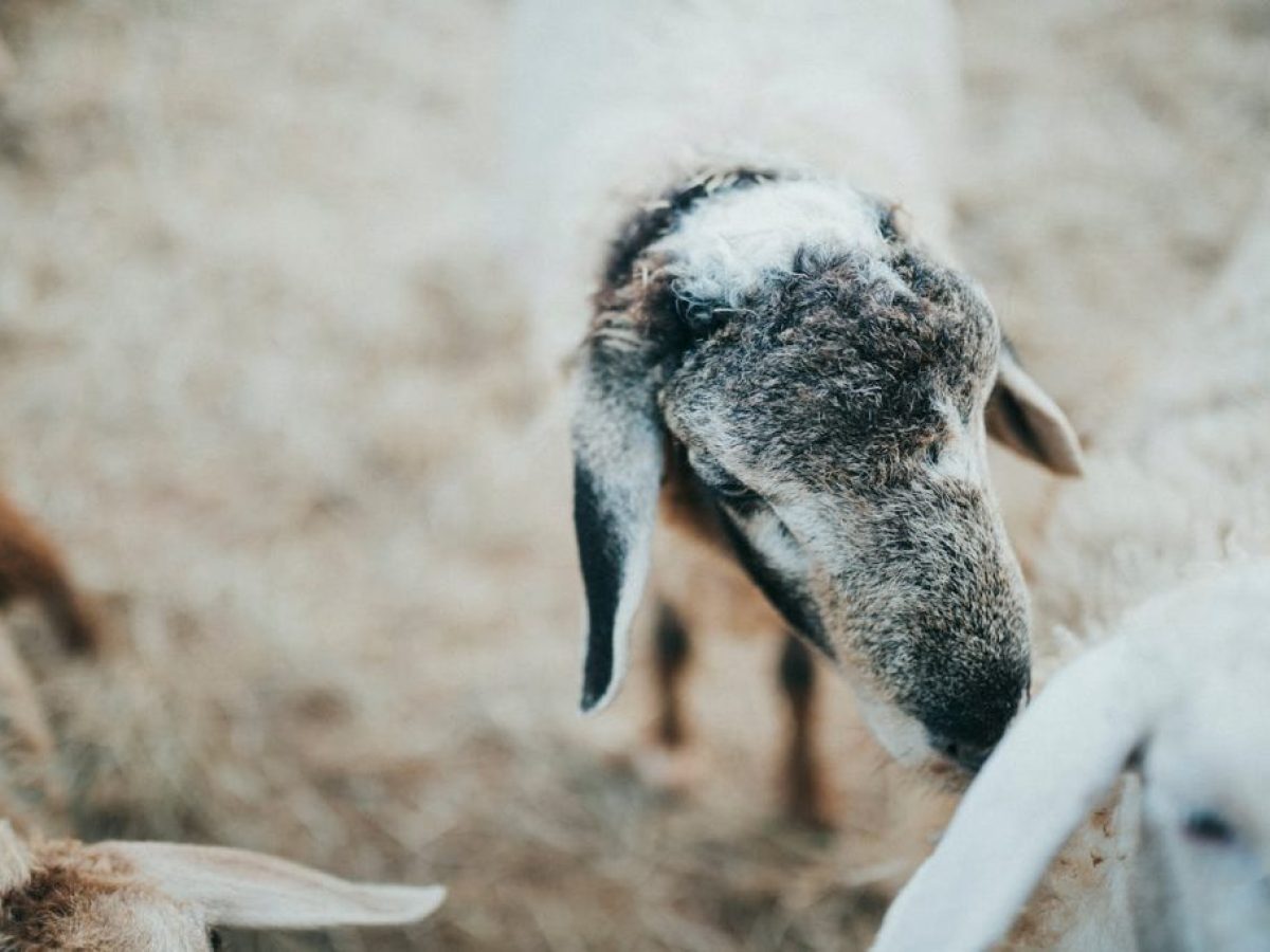 ΥπΑΑΤ: Απάντηση στην Ε. Λιακούλη για την ευλογιά