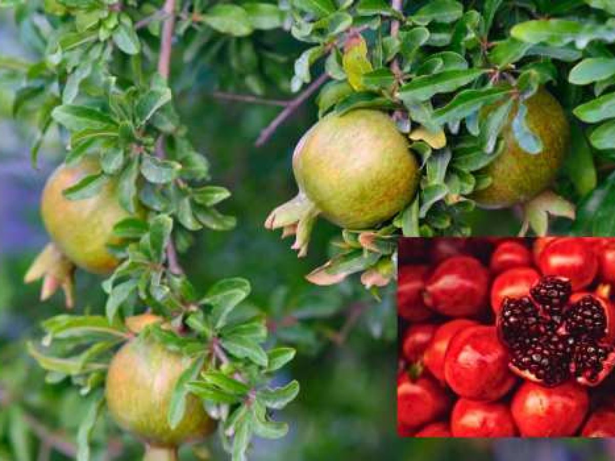 Καλλιεργητικές πρακτικές για τη Ροδιά – Μια καλλιέργεια που κερδίζει χώρο τα τελευταία χρόνια