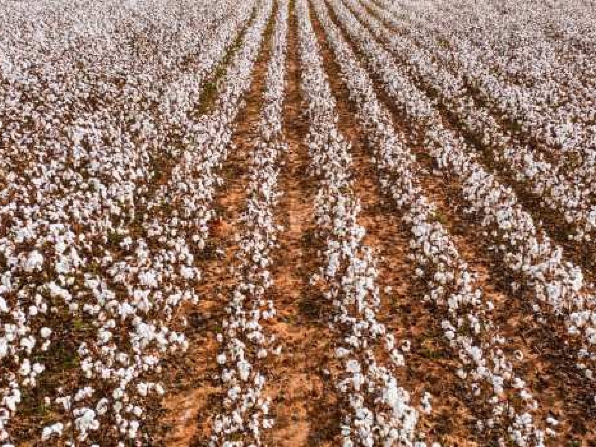 Κατάρτιση του πιο ολοκληρωμένου χάρτη γεννητικής παγκοσμίως για την καλλιέργεια βαμβακιού από κινέζους επιστήμονες