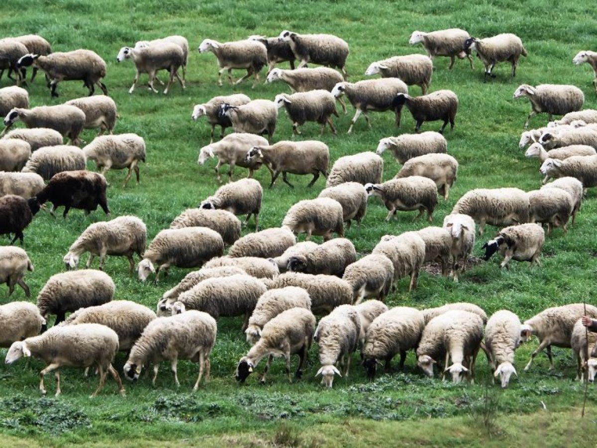Καθαρή από ευλογιά αιγοπροβάτων η Ήπειρος