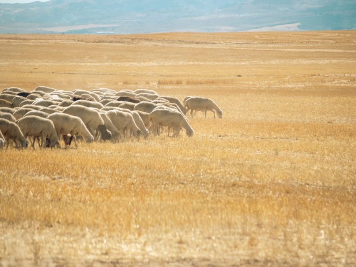 Κέλλας: Με την έγκριση της ΕΕ η ΚΥΑ κατανομής βοσκότοπων
