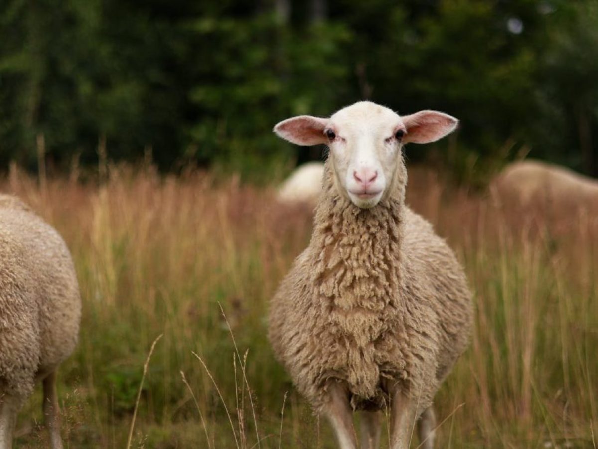 Κέλλας: Στήριξη σε όλους τους πληγέντες, με τα υψηλότερα ποσά που έχουν δοθεί