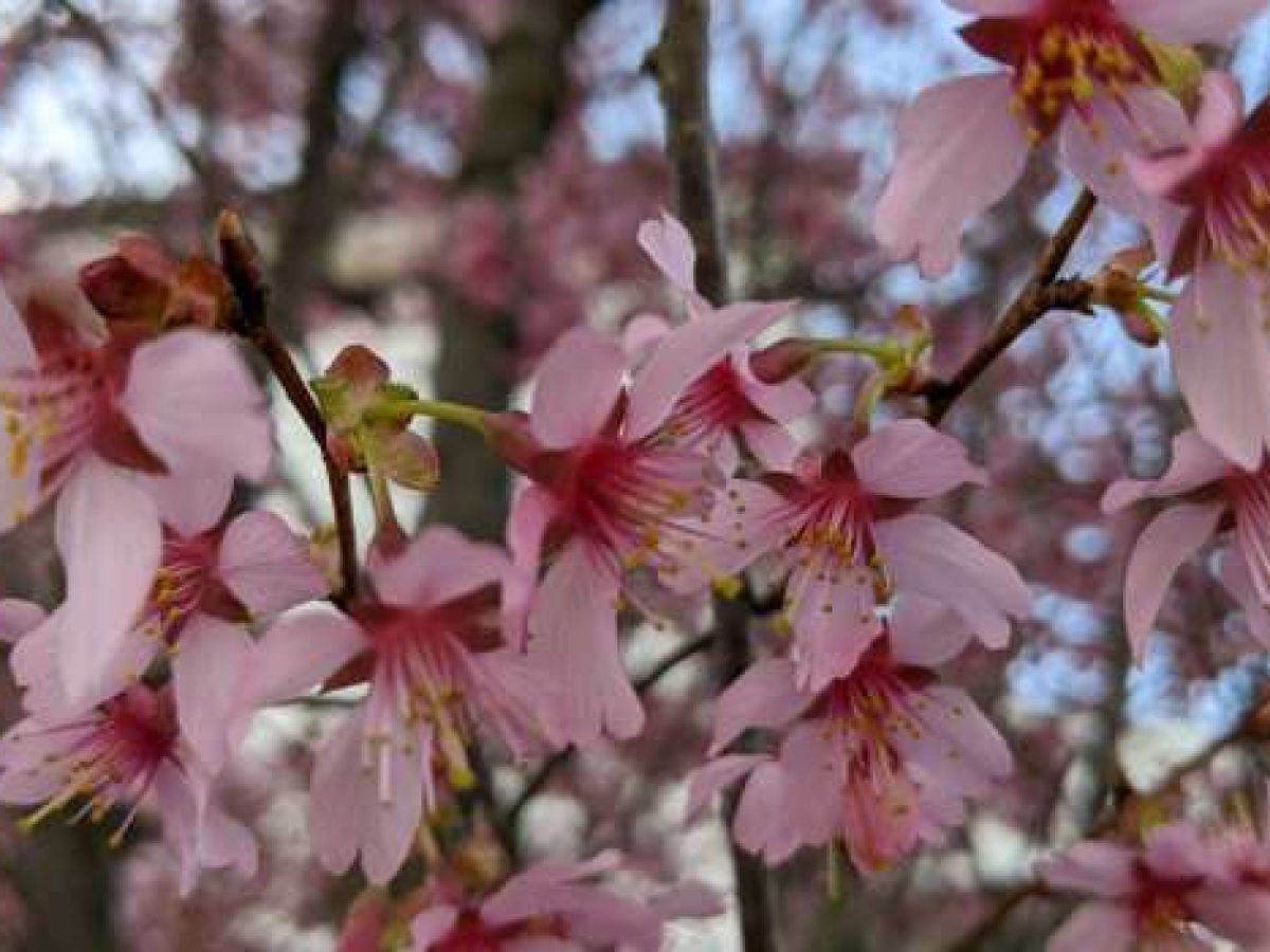 Κλάδεμα: Τραύματα στο ξύλο και επουλώσεις